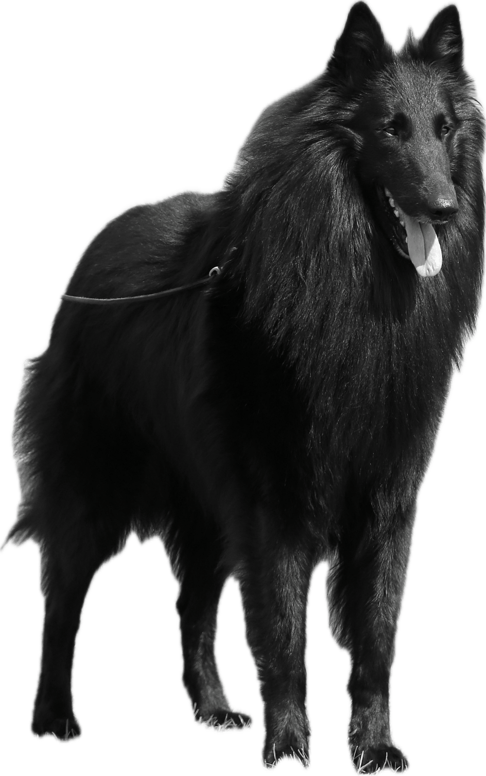 Benthe de Bruine Buck
