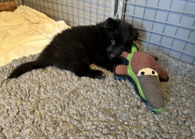 Salem pups de Bruine Buck