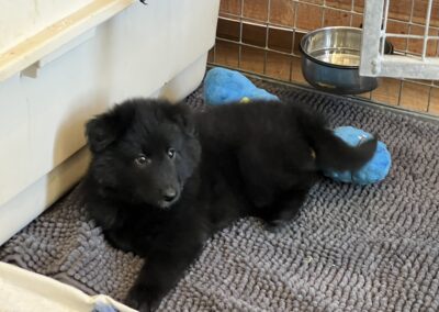Salem pups de Bruine Buck