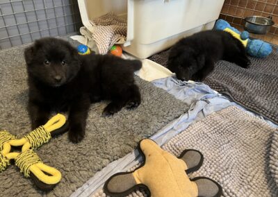 Salem pups de Bruine Buck